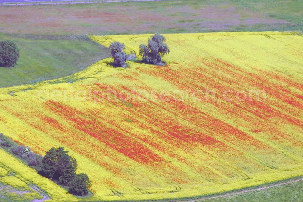 Schlunkendorf from above - ; Blick auf ein Feld mit Mohnblumen an der B246; 14547 Beelitz OT Schlunkendorf