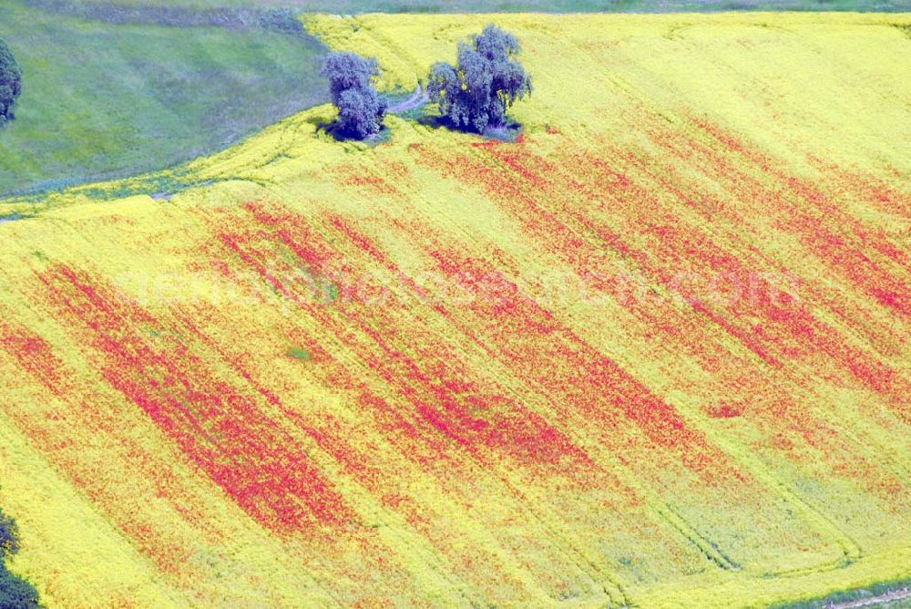 Schlunkendorf from the bird's eye view: ; Blick auf ein Feld mit Mohnblumen an der B246; 14547 Beelitz OT Schlunkendorf