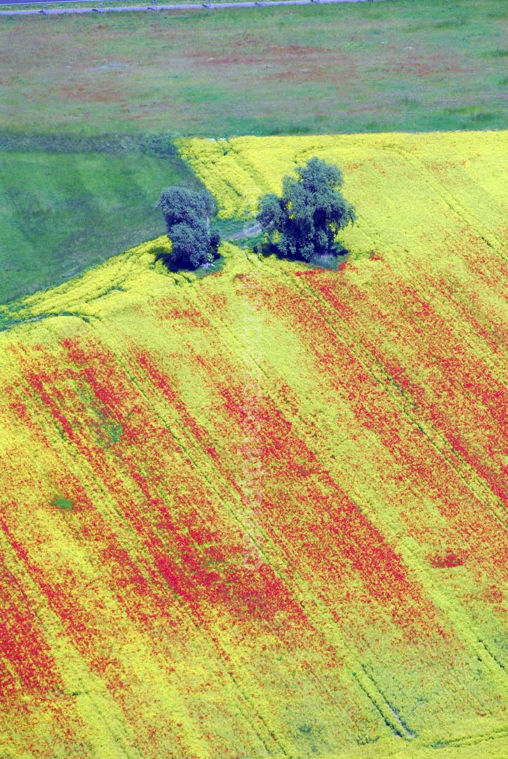 Aerial image Schlunkendorf - ; Blick auf ein Feld mit Mohnblumen an der B246; 14547 Beelitz OT Schlunkendorf