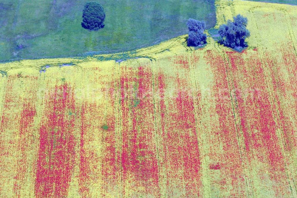 Schlunkendorf from above - ; Blick auf ein Feld mit Mohnblumen an der B246; 14547 Beelitz OT Schlunkendorf