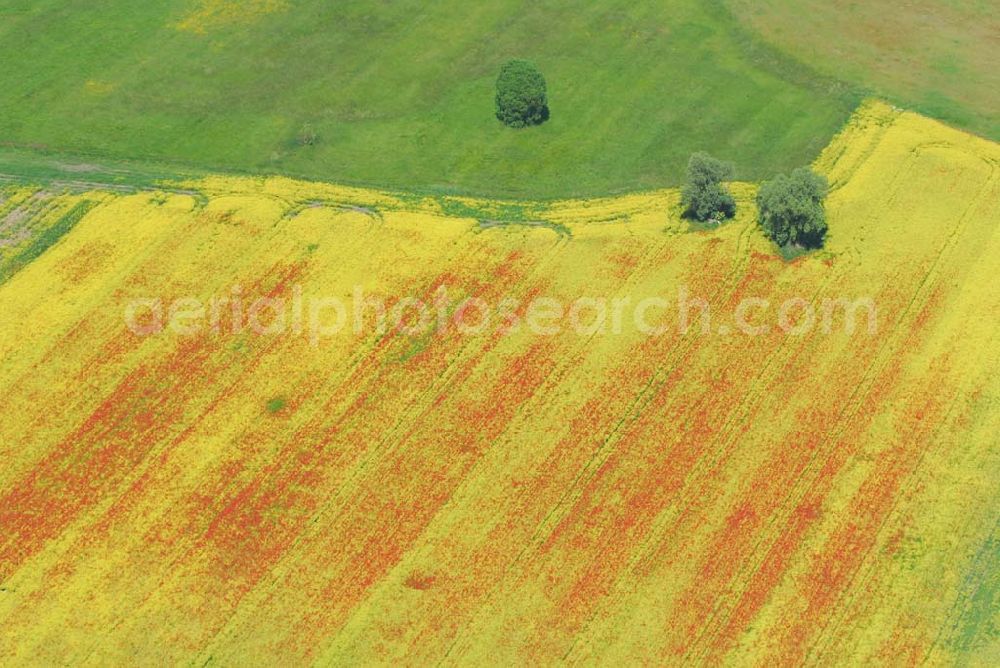 Aerial image Schlunkendorf - ; Blick auf ein Feld mit Mohnblumen an der B246; 14547 Beelitz OT Schlunkendorf