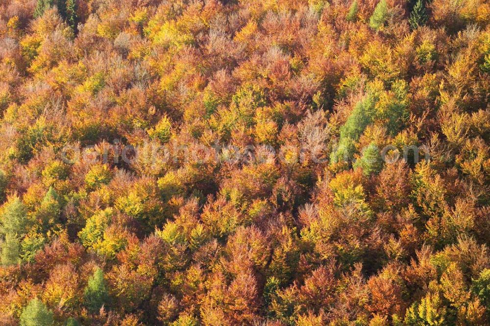 Hofbieber from the bird's eye view: 28.10.2005 Hofbieber, Der schöne Wald bei Hofbiebr im Herbst.