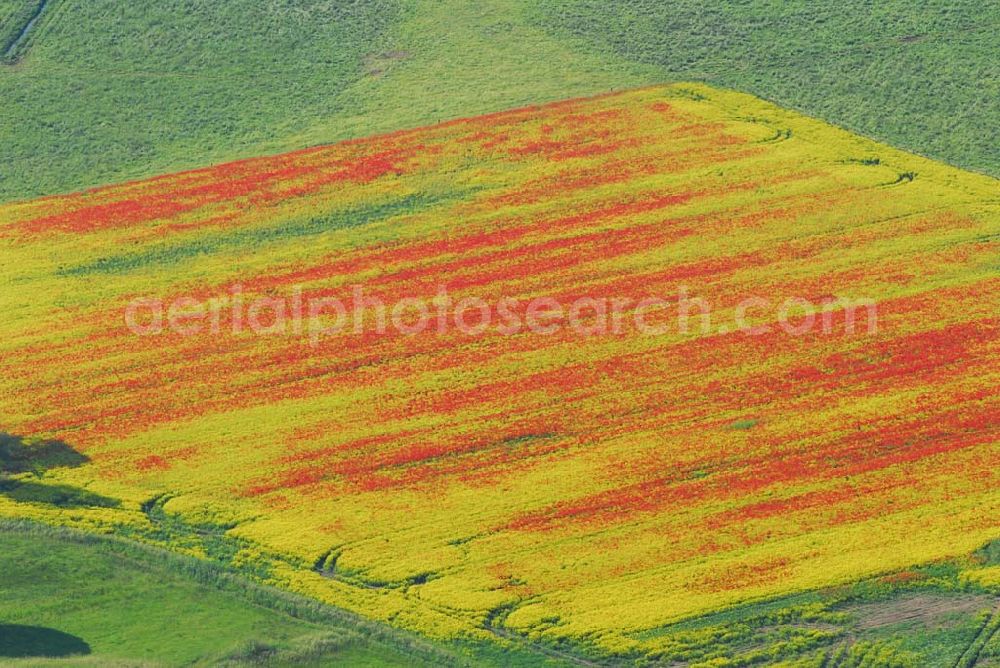 Schlunkendorf from above - Blick auf ein landschaftlich interessant wirkenden Mohnwuchs in einem Rapsfeld bei Schlunkendorf.