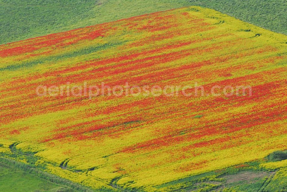 Schlunkendorf from the bird's eye view: Blick auf ein landschaftlich interessant wirkenden Mohnwuchs in einem Rapsfeld bei Schlunkendorf.