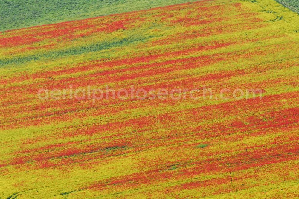 Aerial image Schlunkendorf - Blick auf ein landschaftlich interessant wirkenden Mohnwuchs in einem Rapsfeld bei Schlunkendorf.