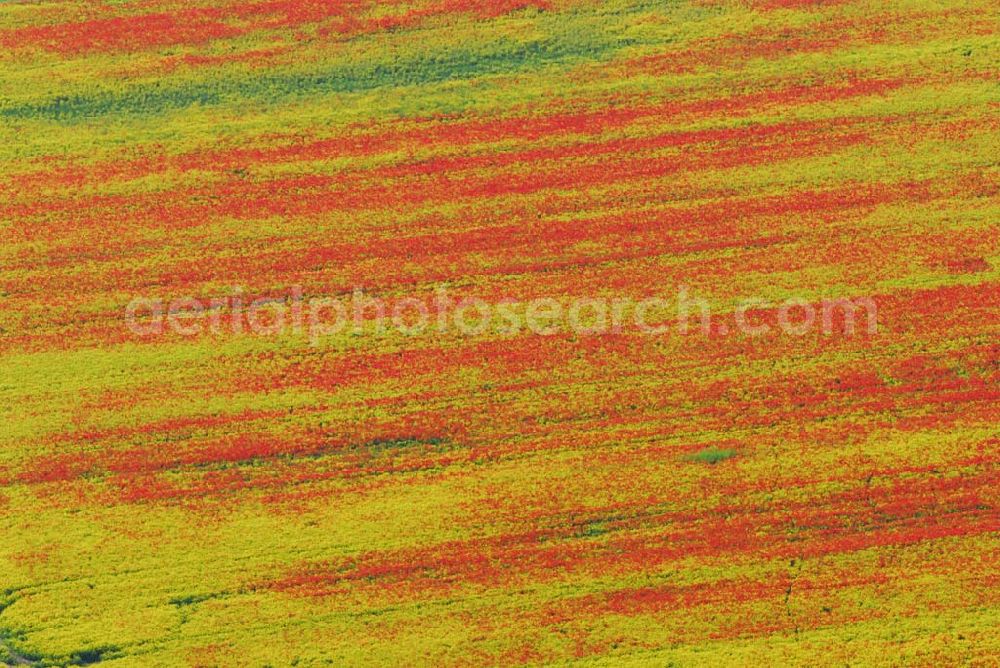 Aerial photograph Schlunkendorf - Blick auf ein landschaftlich interessant wirkenden Mohnwuchs in einem Rapsfeld bei Schlunkendorf.