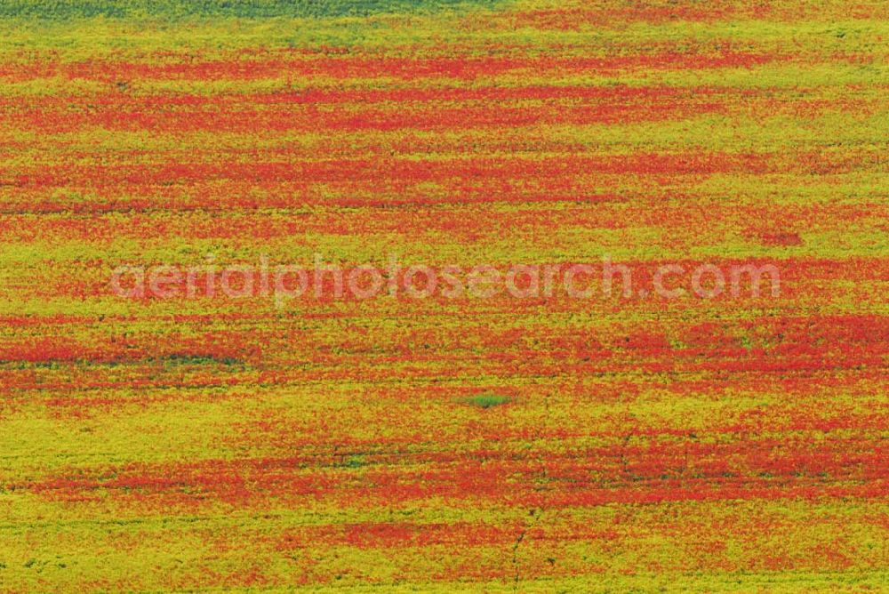 Schlunkendorf from above - Blick auf ein landschaftlich interessant wirkenden Mohnwuchs in einem Rapsfeld bei Schlunkendorf.