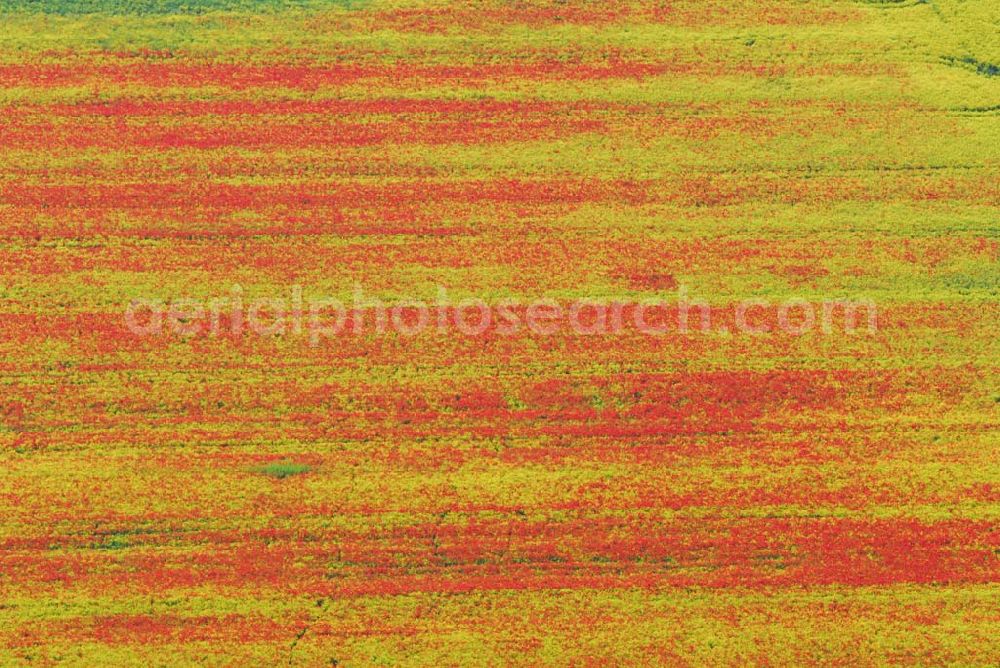 Schlunkendorf from the bird's eye view: Blick auf ein landschaftlich interessant wirkenden Mohnwuchs in einem Rapsfeld bei Schlunkendorf.