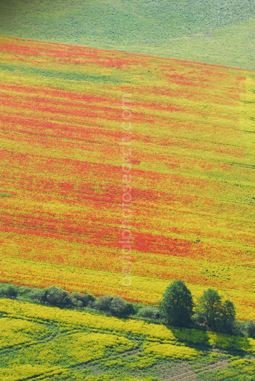 Aerial image Schlunkendorf - Blick auf ein landschaftlich interessant wirkenden Mohnwuchs in einem Rapsfeld bei Schlunkendorf.