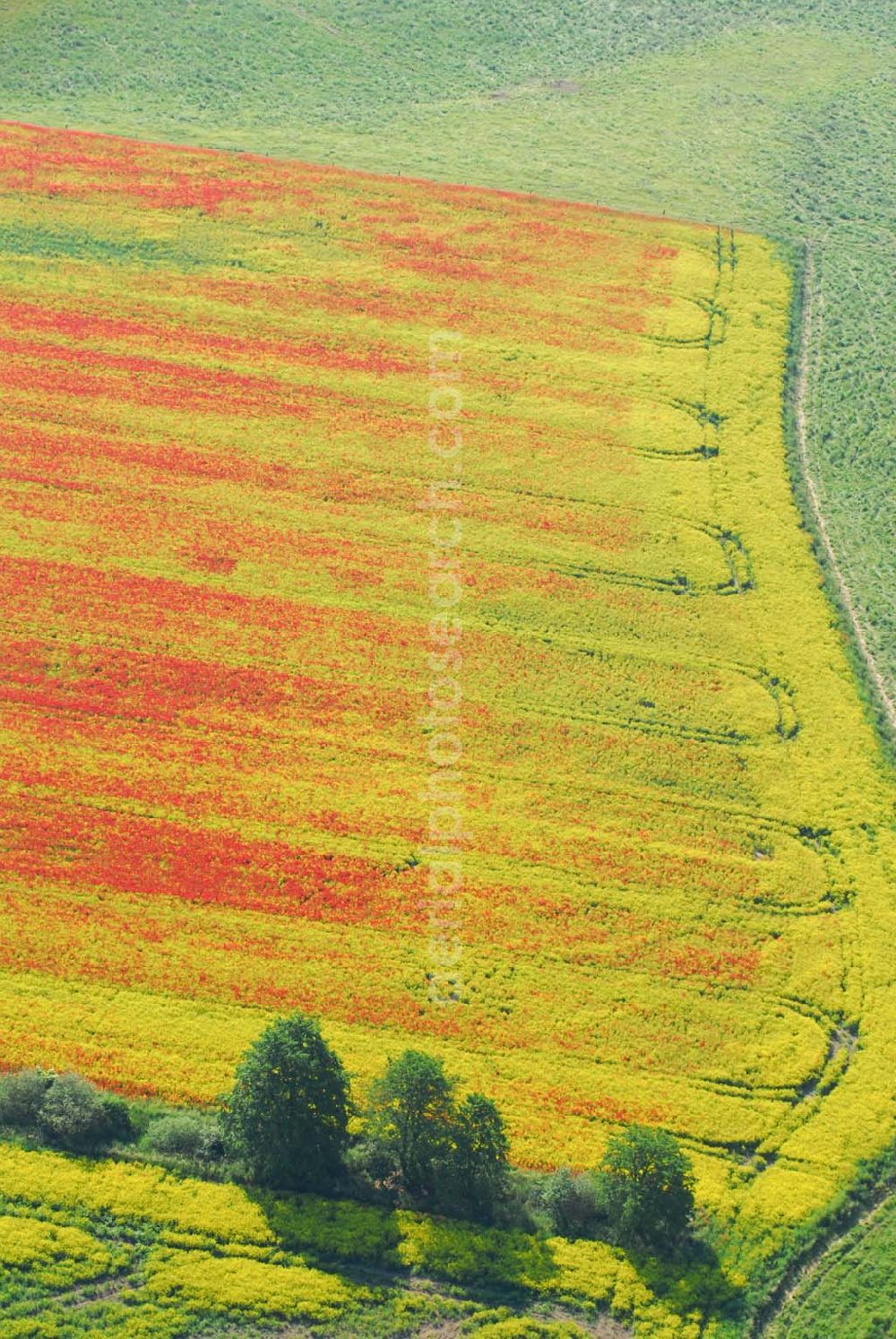 Aerial photograph Schlunkendorf - Blick auf ein landschaftlich interessant wirkenden Mohnwuchs in einem Rapsfeld bei Schlunkendorf.