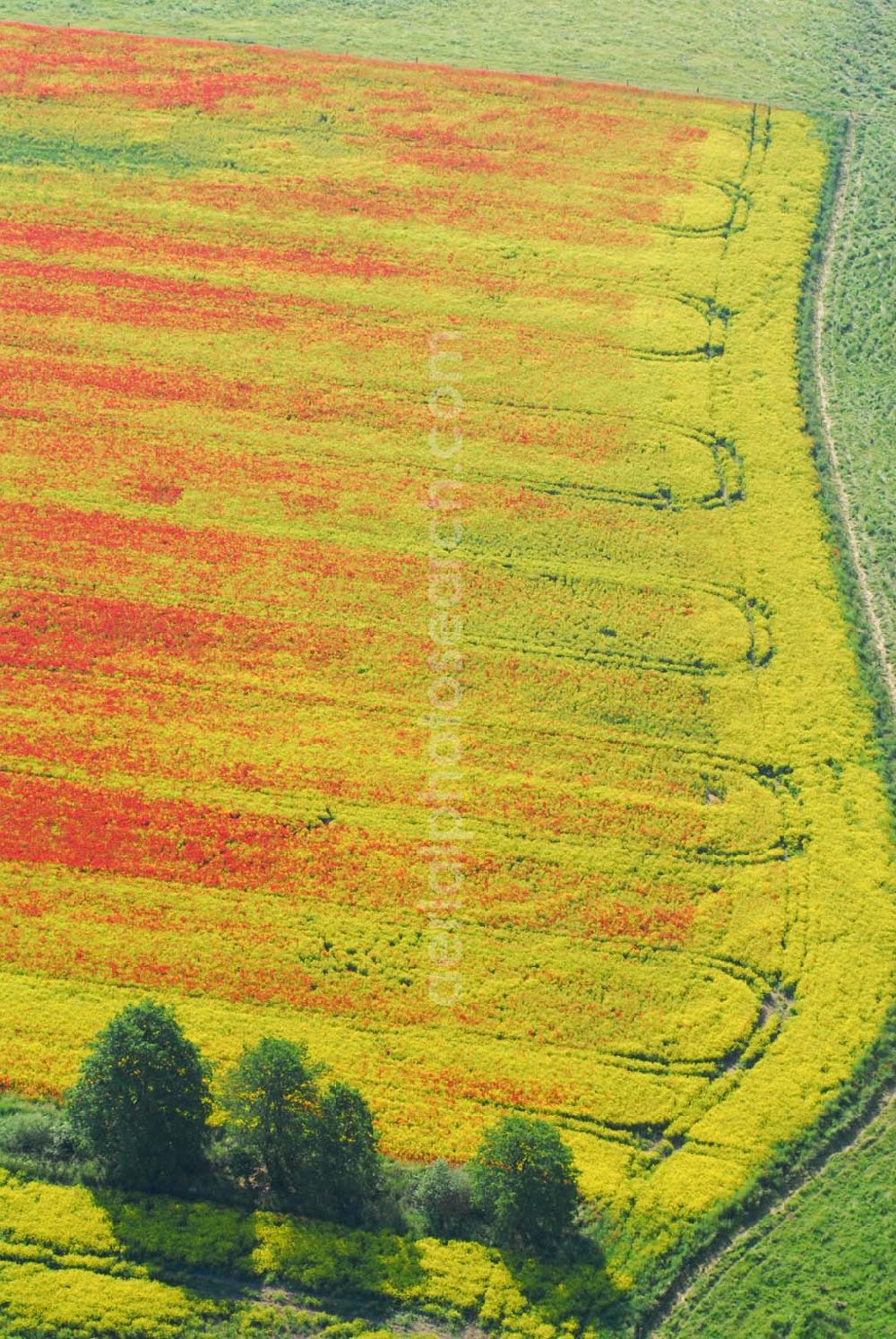 Schlunkendorf from above - Blick auf ein landschaftlich interessant wirkenden Mohnwuchs in einem Rapsfeld bei Schlunkendorf.