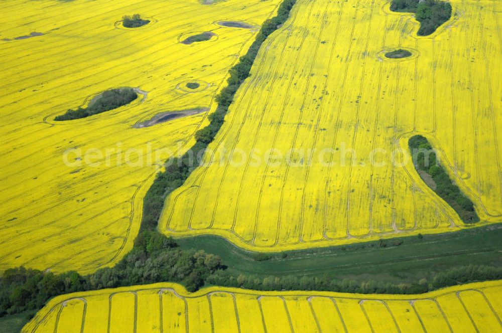 Rumpshagen from the bird's eye view: Rapsfeld bei Rumpshagen / Mecklenburgische Seenplatte mit Baumbegrenzung.