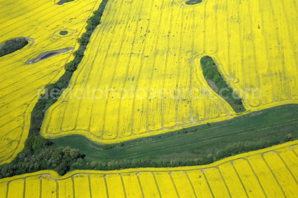 Aerial image Rumpshagen - Rapsfeld bei Rumpshagen / Mecklenburgische Seenplatte mit Baumbegrenzung.