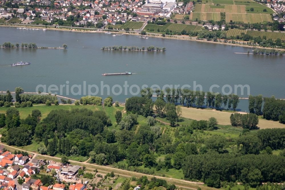 Ingelheim am Rhein from the bird's eye view: View of the Rhine an over the city Ingelheim in Rhineland-Palatine