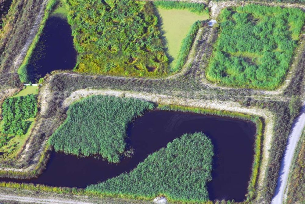 Aerial photograph Berlin Buch - 19.08.2006 Berlin-Buch Blick auf verschiedene Biotope nordwestlich von Berlin-Buch in Richtung Schönwalde (BRB) Die hier geschaffenen Reinigungsteiche sind in dieser Form in Deutschland einmalige künstliche Biotope, die der weitergehenden natürlichen Behandlung des Klarwassers dienen, schreiben die Berliner Forsten in ihrer Pressemappe. Während der bis Ende 2006 durch die Fördergelder des Umweltentlastungsprogramms gesicherten Wassereinleitung sollen u. a. deren Wirkung auf den Landschaftswasserhaushalt, auch für die von der Wassereinleitung profitierenden Feuchtwälder und Gewässer im Bucher Forst sowie dem NSG Karower Teiche, deren Funktion als Biologische Nach-Kläranlage für das Wasser aus dem Klärwerk Schönerlinde sowie deren Lebensraumfunktion begleitend untersucht werden.