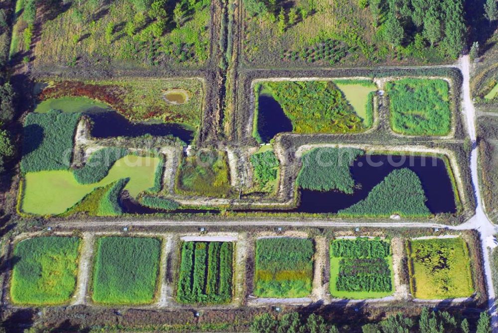 Berlin Buch from above - 19.08.2006 Berlin-Buch Blick auf verschiedene Biotope nordwestlich von Berlin-Buch in Richtung Schönwalde (BRB) Die hier geschaffenen Reinigungsteiche sind in dieser Form in Deutschland einmalige künstliche Biotope, die der weitergehenden natürlichen Behandlung des Klarwassers dienen, schreiben die Berliner Forsten in ihrer Pressemappe. Während der bis Ende 2006 durch die Fördergelder des Umweltentlastungsprogramms gesicherten Wassereinleitung sollen u. a. deren Wirkung auf den Landschaftswasserhaushalt, auch für die von der Wassereinleitung profitierenden Feuchtwälder und Gewässer im Bucher Forst sowie dem NSG Karower Teiche, deren Funktion als Biologische Nach-Kläranlage für das Wasser aus dem Klärwerk Schönerlinde sowie deren Lebensraumfunktion begleitend untersucht werden.