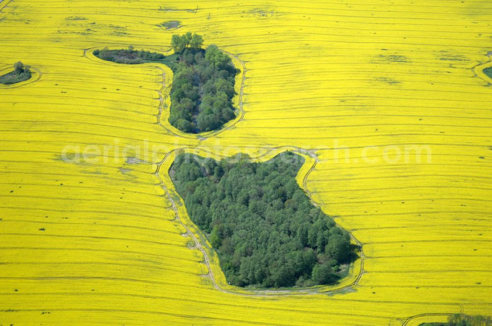 Zahren from the bird's eye view: Waldinsel / Biotop im Rapsfeld bei Zahren / Mecklenburgische Seenplatte.