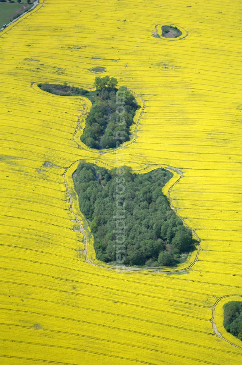 Aerial image Zahren - Waldinsel / Biotop im Rapsfeld bei Zahren / Mecklenburgische Seenplatte.