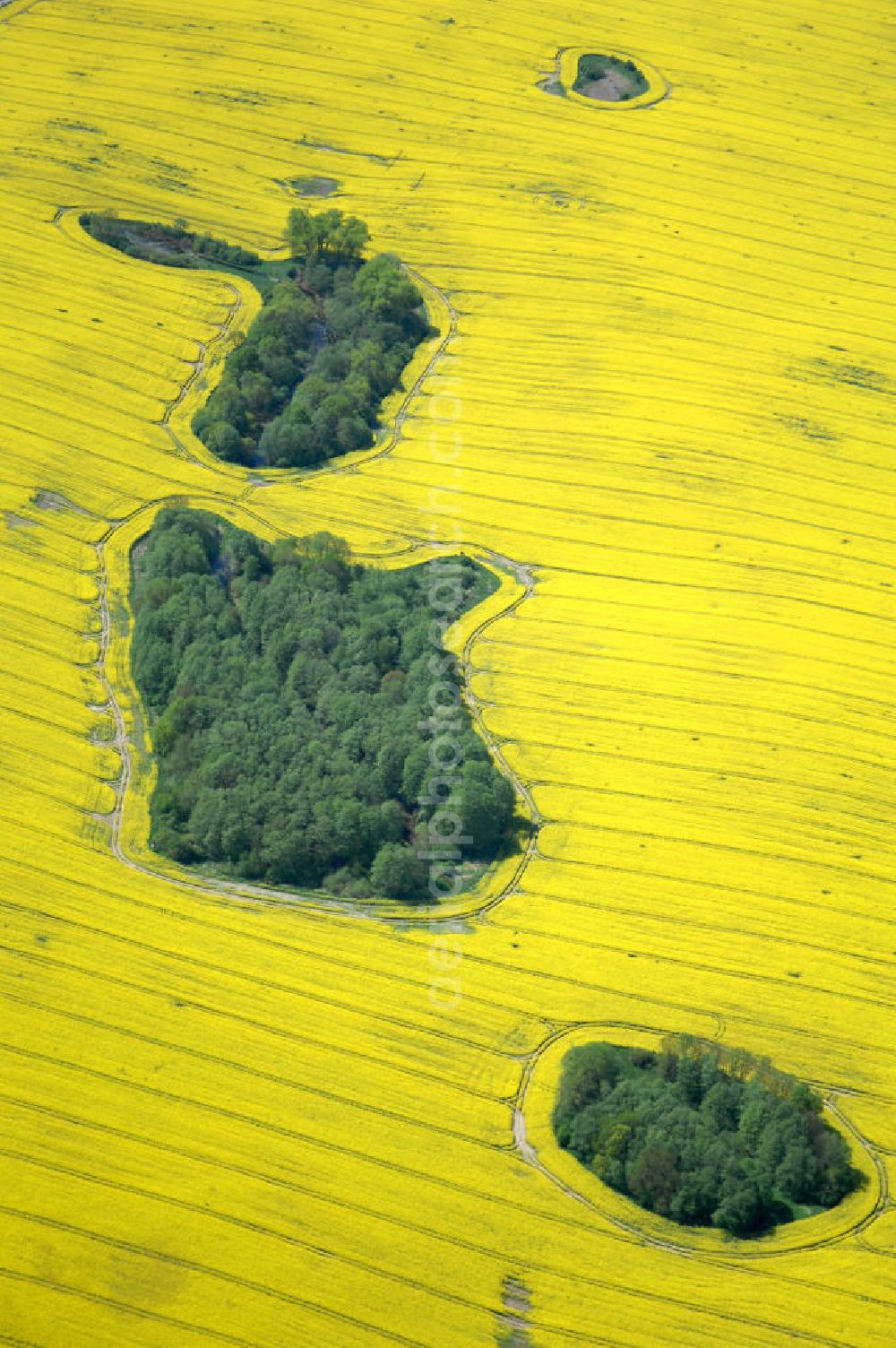 Aerial photograph Zahren - Waldinsel / Biotop im Rapsfeld bei Zahren / Mecklenburgische Seenplatte.