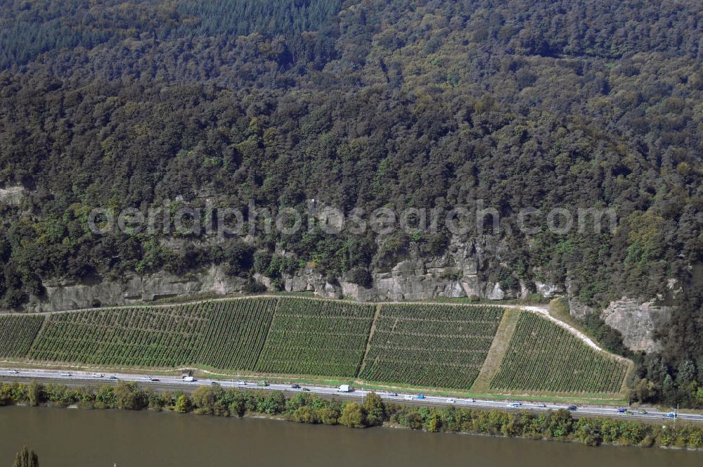 Trier from the bird's eye view: Blick auf Weinanbau in einer Steilhanglage am Ufer der Mosel in Trier. Der Name des Flusses ist seit 2007 gleichzeitig Name des deutschen Weinbaugebiets für Qualitätswein. Davor war das Gebiet nach den drei Flüssen der Region - Mosel, Saar und Ruwer - benannt. Die Region stellt das größte Steillagenweinbaugebiet und die größte Rieslinganbaufläche weltweit dar. Bewirtschaftet werden die 9000 ha Fläche von insgesamt 5000 Winzern. Da die steilen Weinberge, die mineralreichen Schieferböden und die lange Vegetationsperiode optimale Bedingungen für den Rieslinganbau schaffen, sind fast 60% der Anbaufläche mit Riesling bestockt. Besucher und Touristen können die Weinberge erkunden und die verschiedenen Weine verkosten. Kontakt: Moselwein e.V., Gartenfeldstra0e 12a 54295 Trier, Tel. +49(0)651 710280, Fax +49(0)651 45443, Email: info@msr-wein.de