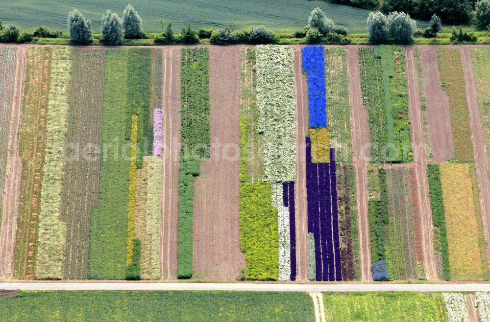 Aerial image Erfurt - Flower field of the plant breeding company N.L. Chrestensen Erfurter Samen- und Pflanzenzucht GmbH on Witterdaer Weg in Erfurt in the state of Thuringia