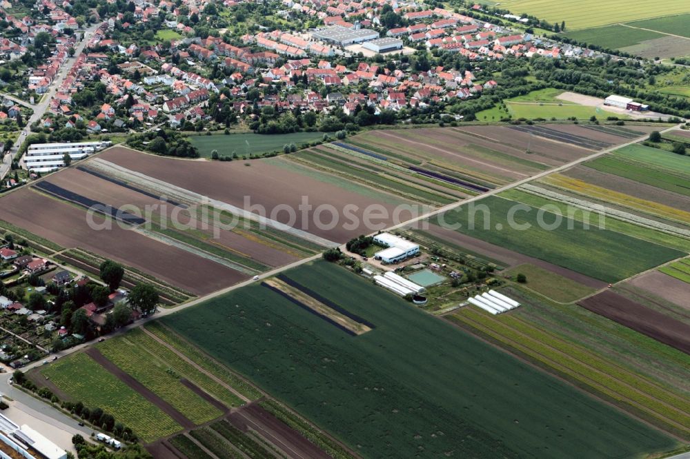 Aerial image Erfurt - Flower field of the plant breeding company N.L. Chrestensen Erfurter Samen- und Pflanzenzucht GmbH on Witterdaer Weg in Erfurt in the state of Thuringia