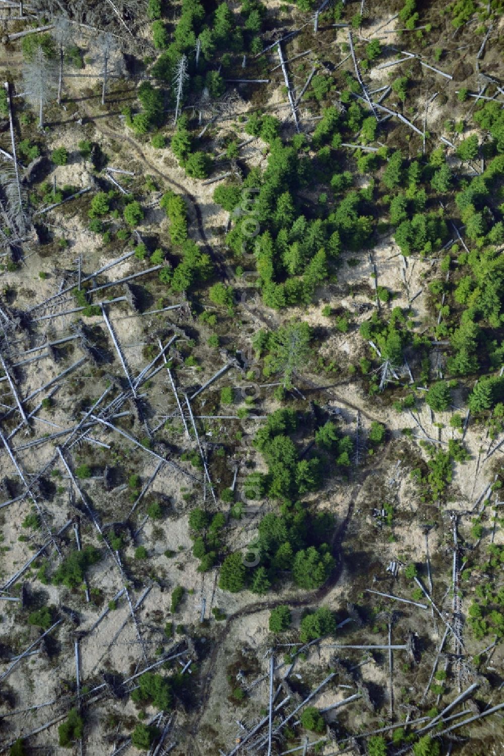 Aerial photograph Ilsenburg - Soil erosion and uprooting of trees due to storm damage and strong wind in mountainous country at Ilsenburg in Saxony-Anhalt