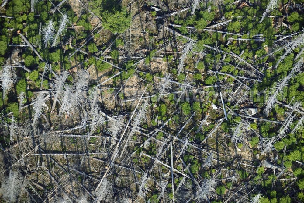 Aerial image Ilsenburg - Soil erosion and uprooting of trees due to storm damage and strong wind in mountainous country at Ilsenburg in Saxony-Anhalt