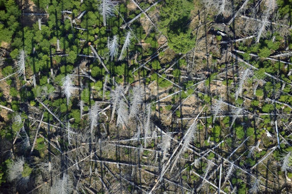 Aerial photograph Ilsenburg - Soil erosion and uprooting of trees due to storm damage and strong wind in mountainous country at Ilsenburg in Saxony-Anhalt