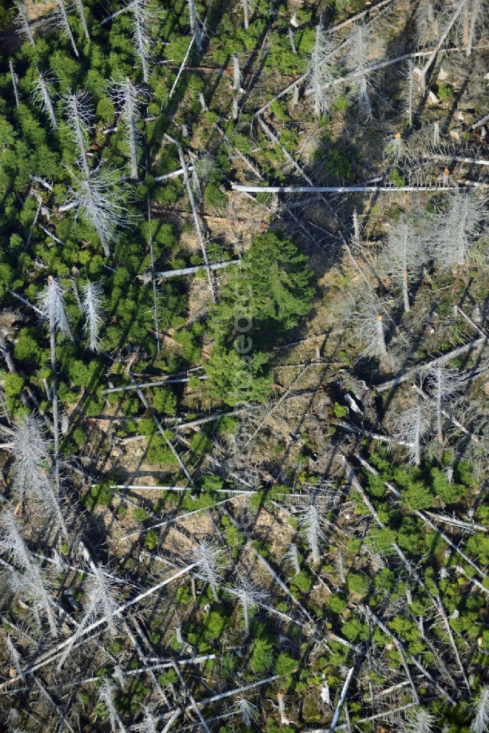 Ilsenburg from the bird's eye view: Soil erosion and uprooting of trees due to storm damage and strong wind in mountainous country at Ilsenburg in Saxony-Anhalt