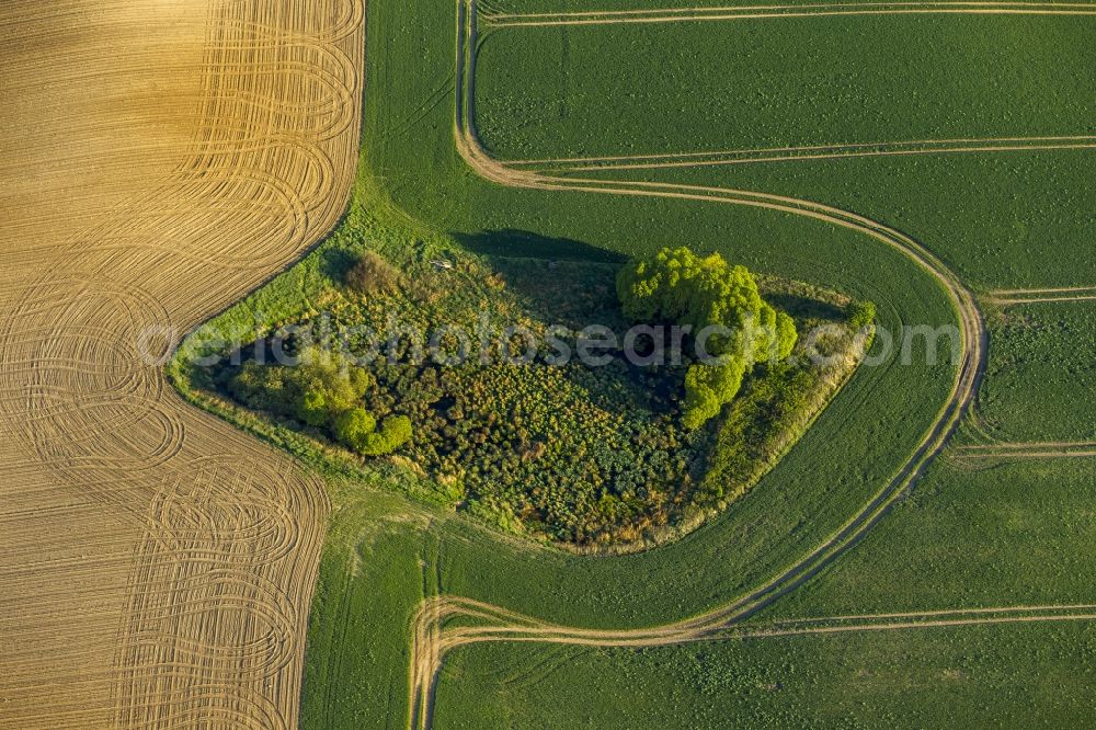 Mühl Rosin from above - View of bushes in Muehl Rosin in the state Mecklenburg-West Pomerania