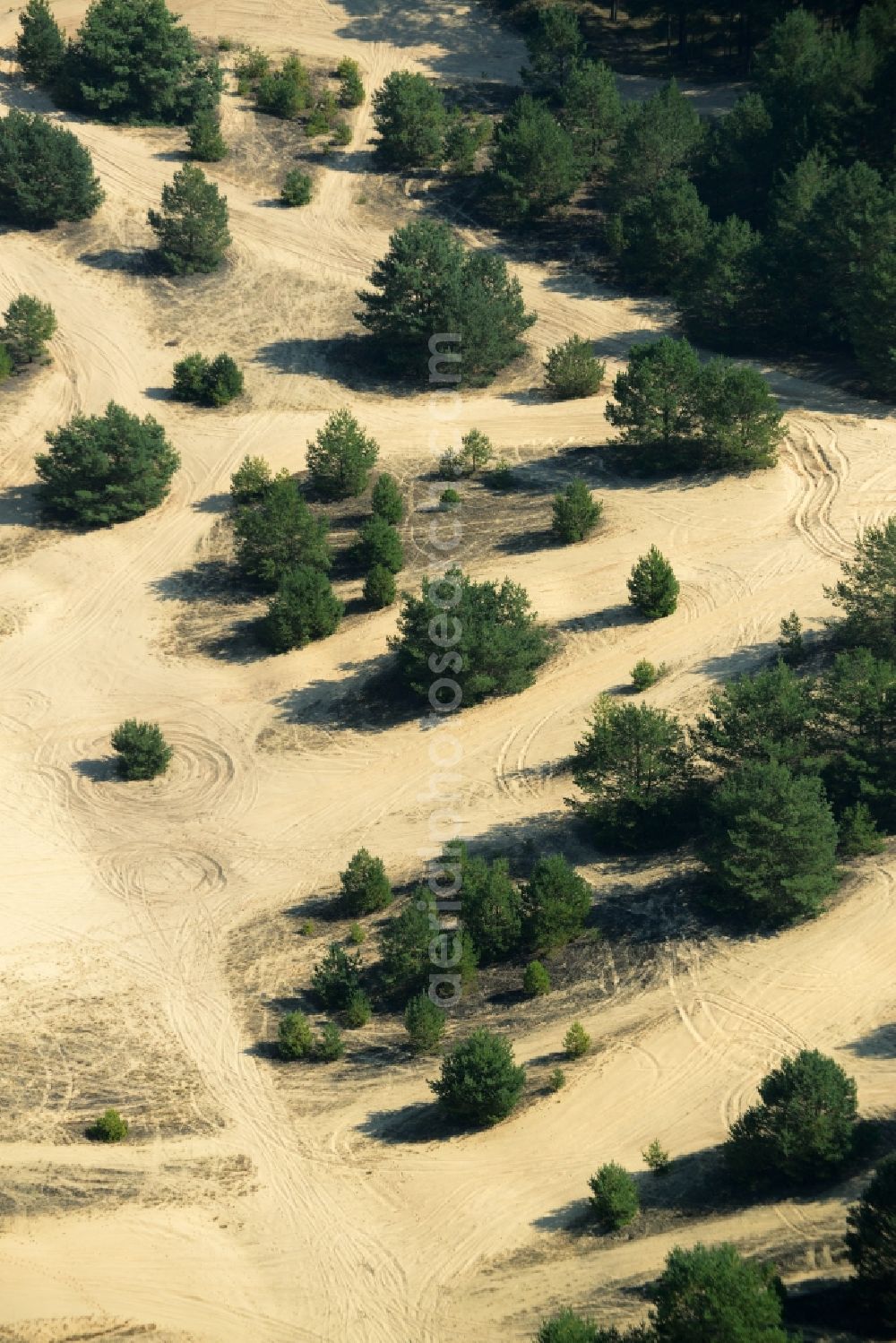 Aerial photograph Spreenhagen - Trees on a sandy clearing in the South of the borough of Spreenhagen in the state of Brandenburg. Conifer trees are standing on the sand