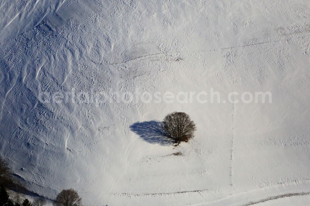 Schopfheim from the bird's eye view: Tree with shadow on a snow covered field in Schopfheim in the state Baden-Wuerttemberg