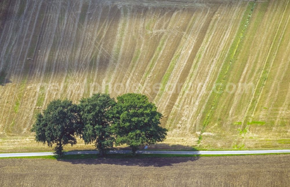 Moers from the bird's eye view: Three trees on the Hohenforsterweg in front of a harvested corn field in Moers in the state North Rhine-Westphalia