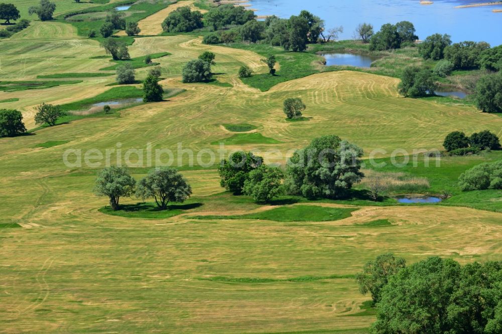 Hansestadt Werben (Elbe) from above - Trees and meadows on the riverbank of the river Elbe in Hansestadt Werben (Elbe) in the state Saxony-Anhalt