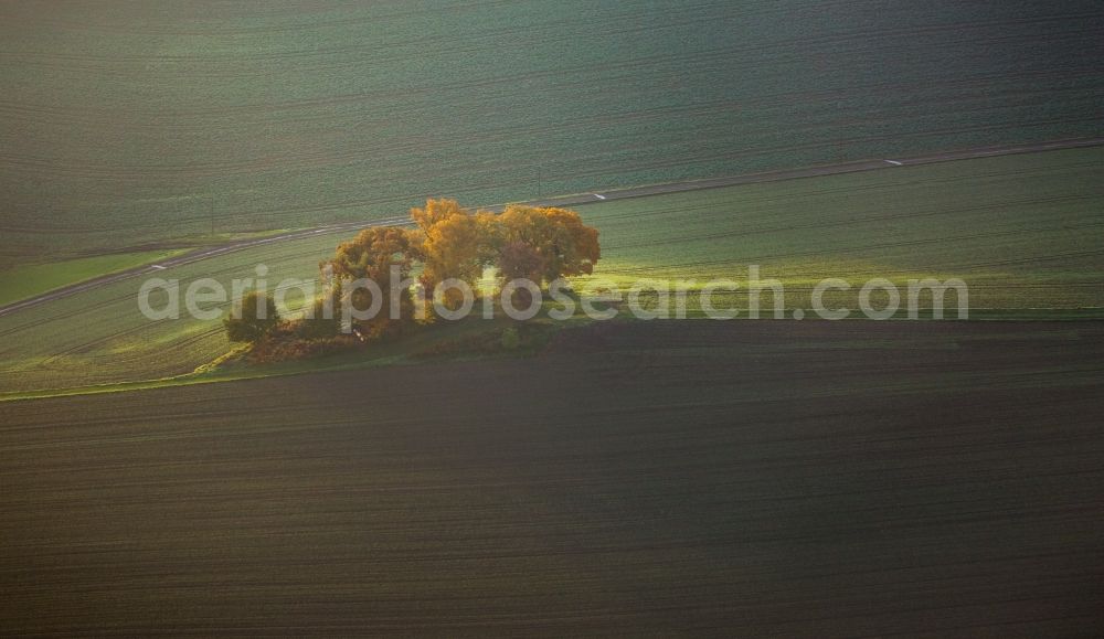 Heidhausen from above - Colorful trees on an autumnal field in Heidhausen in the state of North Rhine-Westphalia