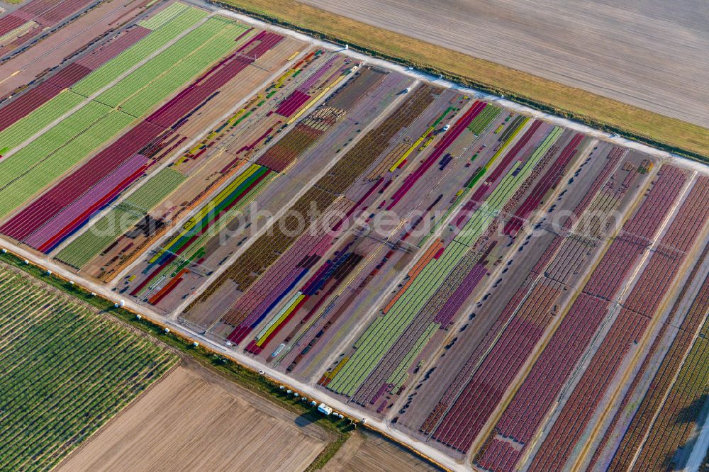 Aerial photograph Durrenbach - Colorful bedding rows on a field for flowering of Ferme Brandt Arbogast Morsbronn in Durrenbach in Grand Est, France
