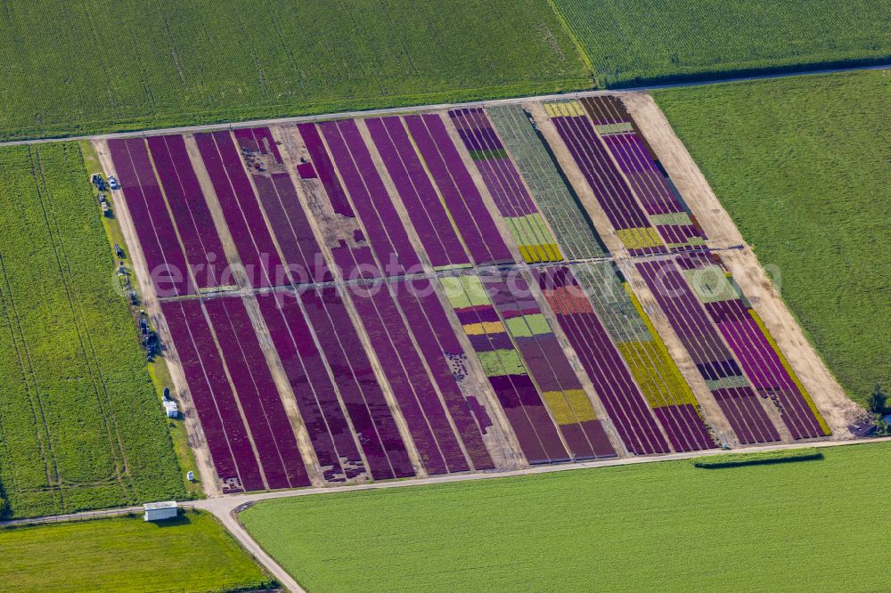 Aerial photograph Lüttelbracht - Colorful bedding rows on a field for flowering Gartenbaubetrieb Platzer GbR in Luettelbracht in the state North Rhine-Westphalia, Germany