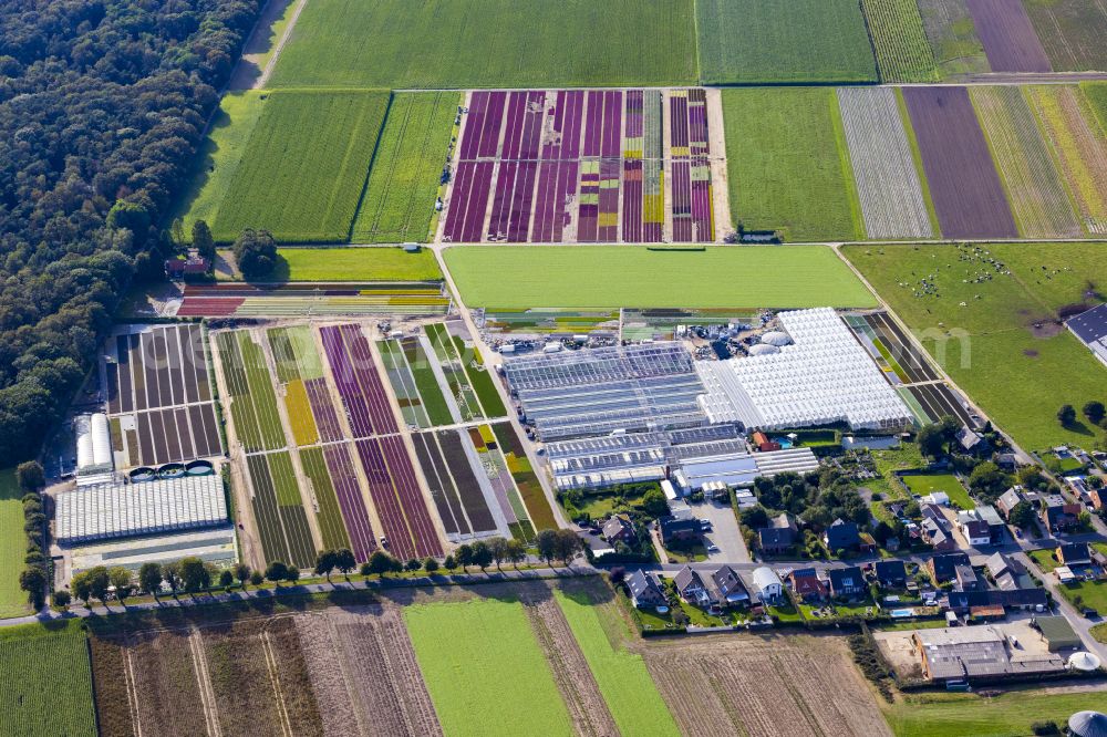 Lüttelbracht from above - Colorful bedding rows on a field for flowering Gartenbaubetrieb Platzer GbR in Luettelbracht in the state North Rhine-Westphalia, Germany