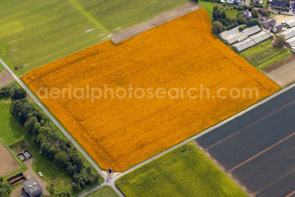 Aerial image Nettetal - Colorful rows of flower beds in a field for flower cultivation in Nettetal in the state of North Rhine-Westphalia, Germany