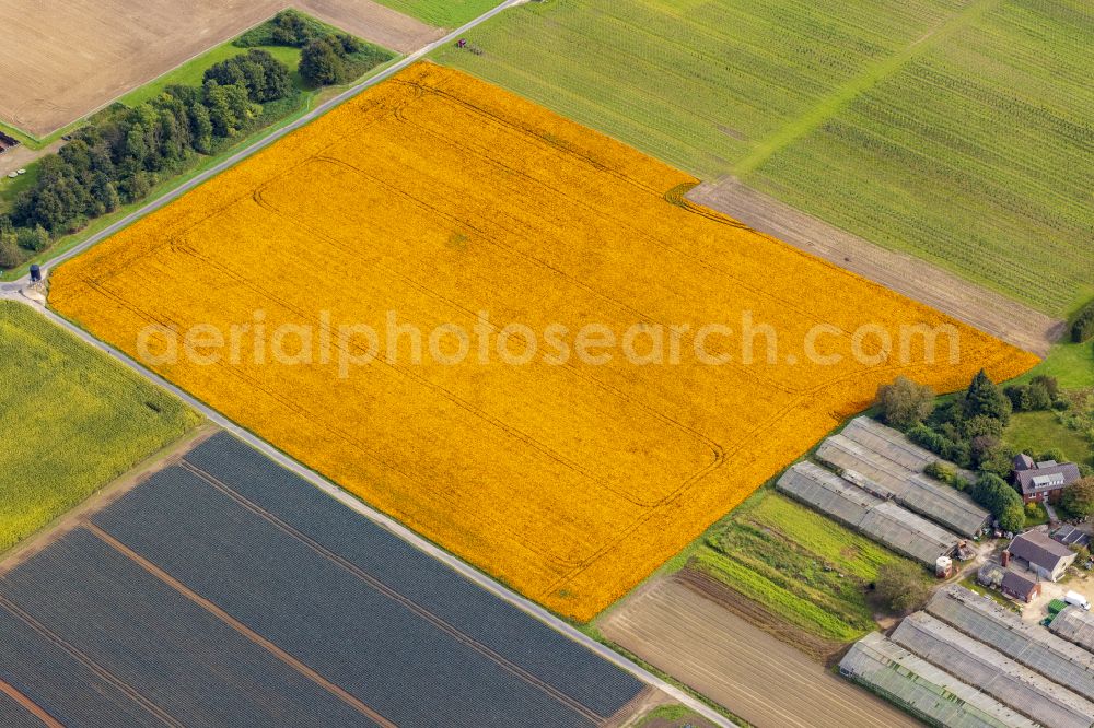 Aerial photograph Nettetal - Colorful rows of flower beds in a field for flower cultivation in Nettetal in the state of North Rhine-Westphalia, Germany