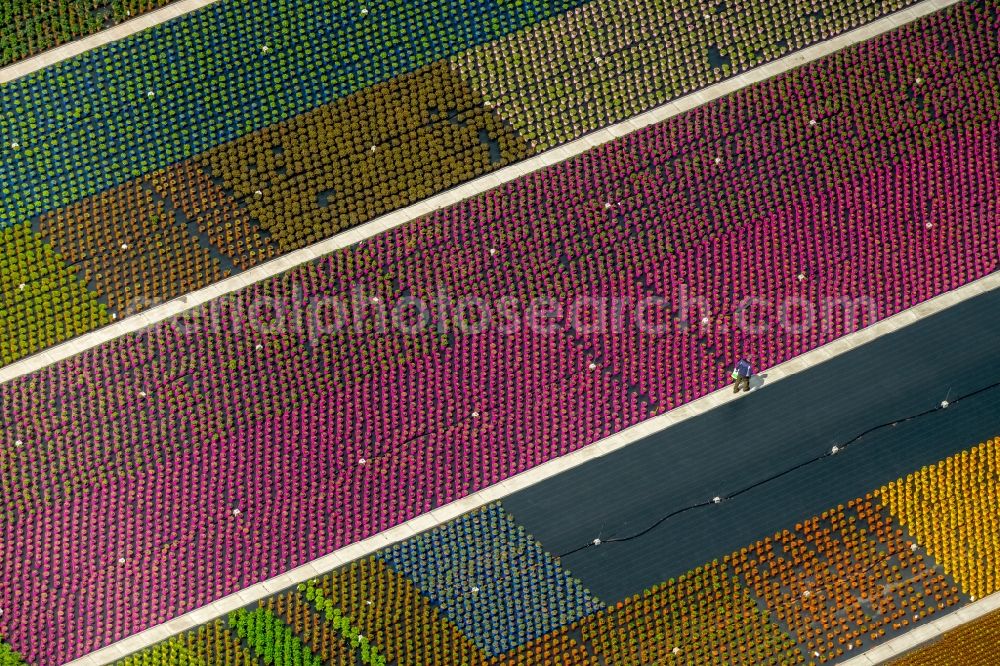 Aerial image Nordkirchen - Colorful bedding rows on a field for flowering on Neue Nordkirchener Strasse in Nordkirchen in the state North Rhine-Westphalia