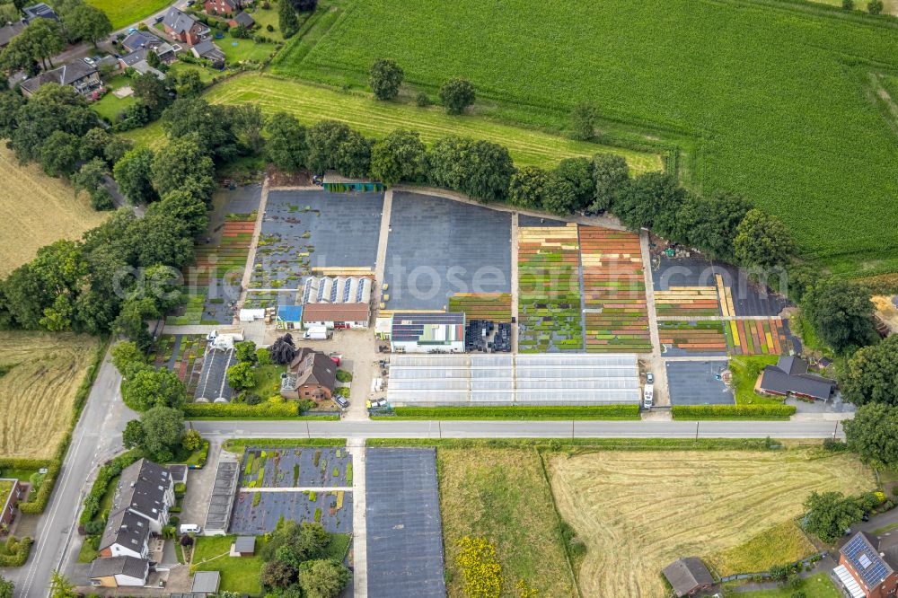 Bottrop from above - Colorful bedding rows on a field for flowering Stauden Koeester on street Sensenfeld in the district Grafenwald in Bottrop at Ruhrgebiet in the state North Rhine-Westphalia, Germany