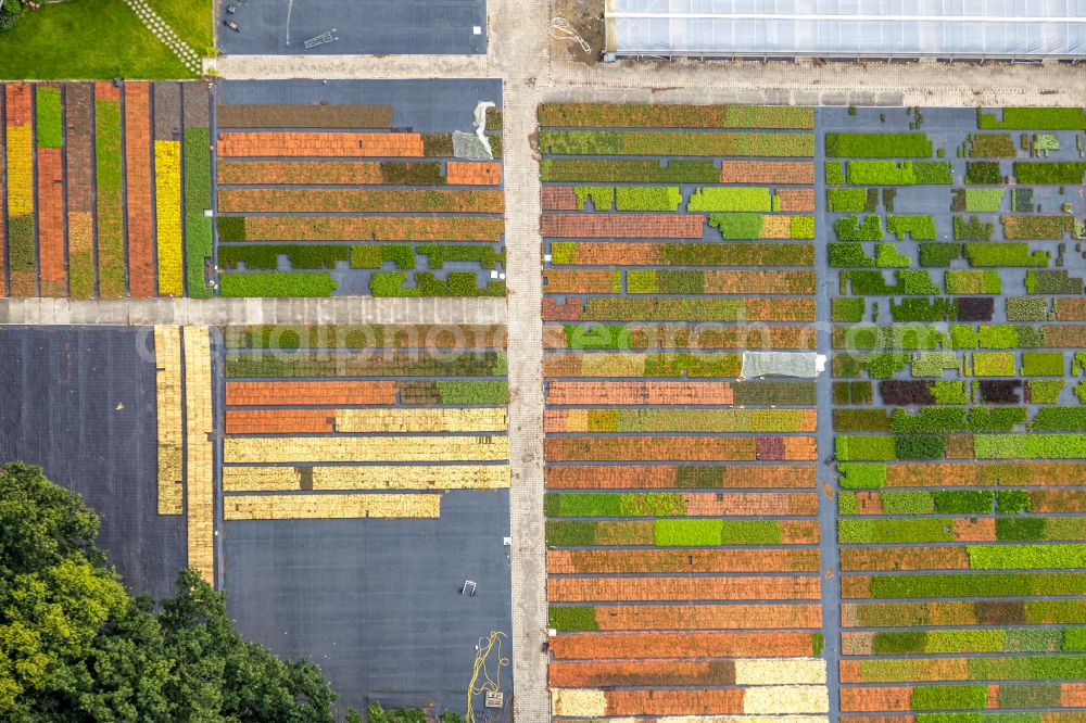 Bottrop from the bird's eye view: Colorful bedding rows on a field for flowering Stauden Koeester on street Sensenfeld in the district Grafenwald in Bottrop at Ruhrgebiet in the state North Rhine-Westphalia, Germany