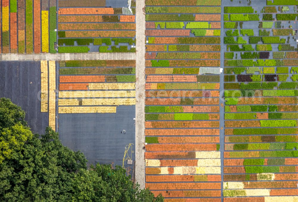 Aerial image Bottrop - Colorful bedding rows on a field for flowering Stauden Koeester on street Sensenfeld in the district Grafenwald in Bottrop at Ruhrgebiet in the state North Rhine-Westphalia, Germany