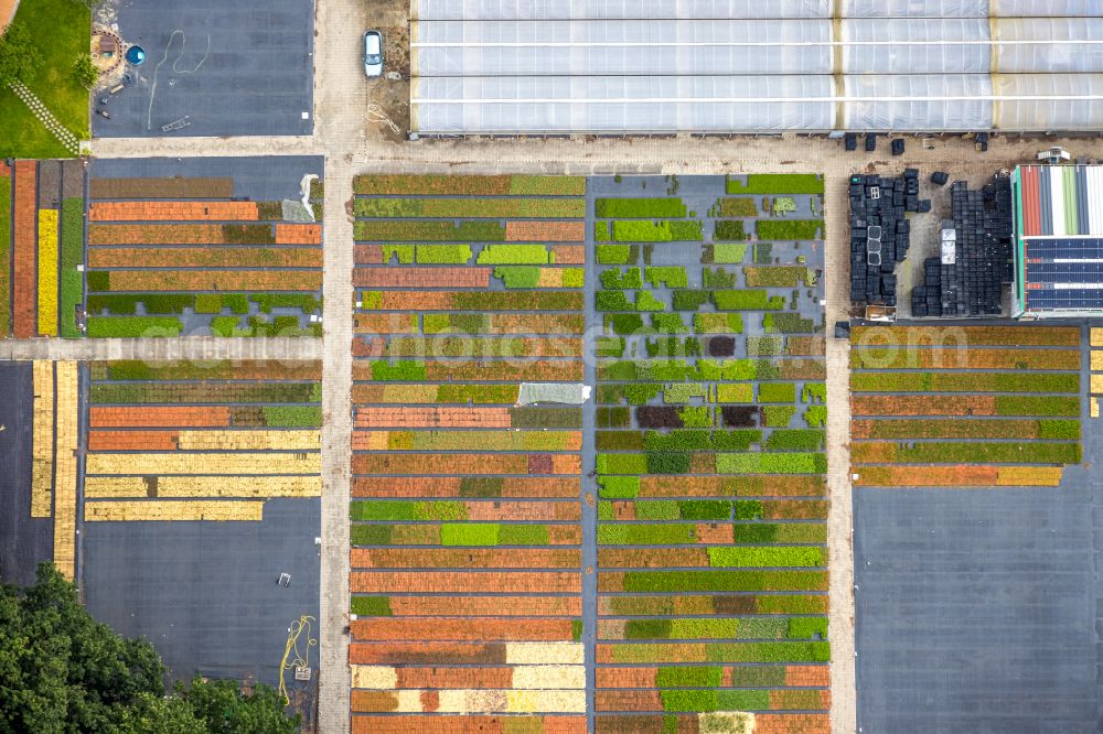 Aerial photograph Bottrop - Colorful bedding rows on a field for flowering Stauden Koeester on street Sensenfeld in the district Grafenwald in Bottrop at Ruhrgebiet in the state North Rhine-Westphalia, Germany