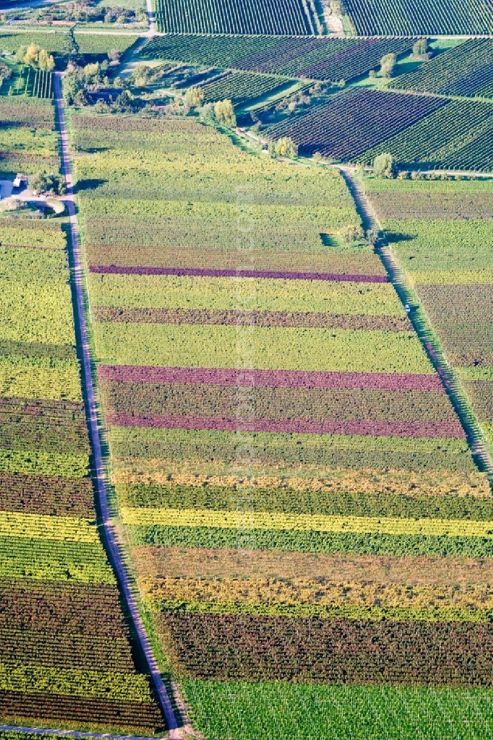 Aerial photograph Göcklingen - Fields of wine cultivation landscape in autumn colours in Goecklingen in the state Rhineland-Palatinate