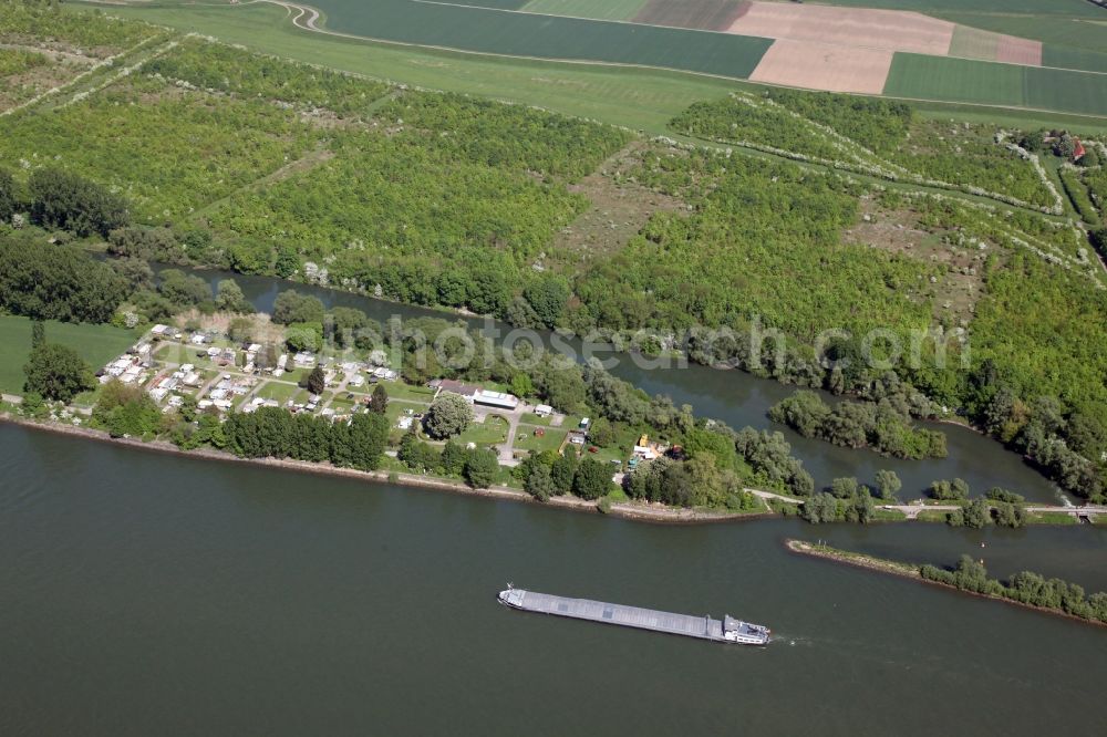 Aerial photograph Trebur - Camping with caravans and tents on the Rhine Island Langenau in Trebur in the state Hesse, Germany