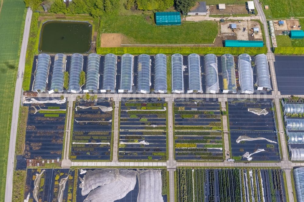 Heiligenhaus from the bird's eye view: Rows of greenhouses for growing plants in Heiligenhaus at Ruhrgebiet in the state North Rhine-Westphalia, Germany