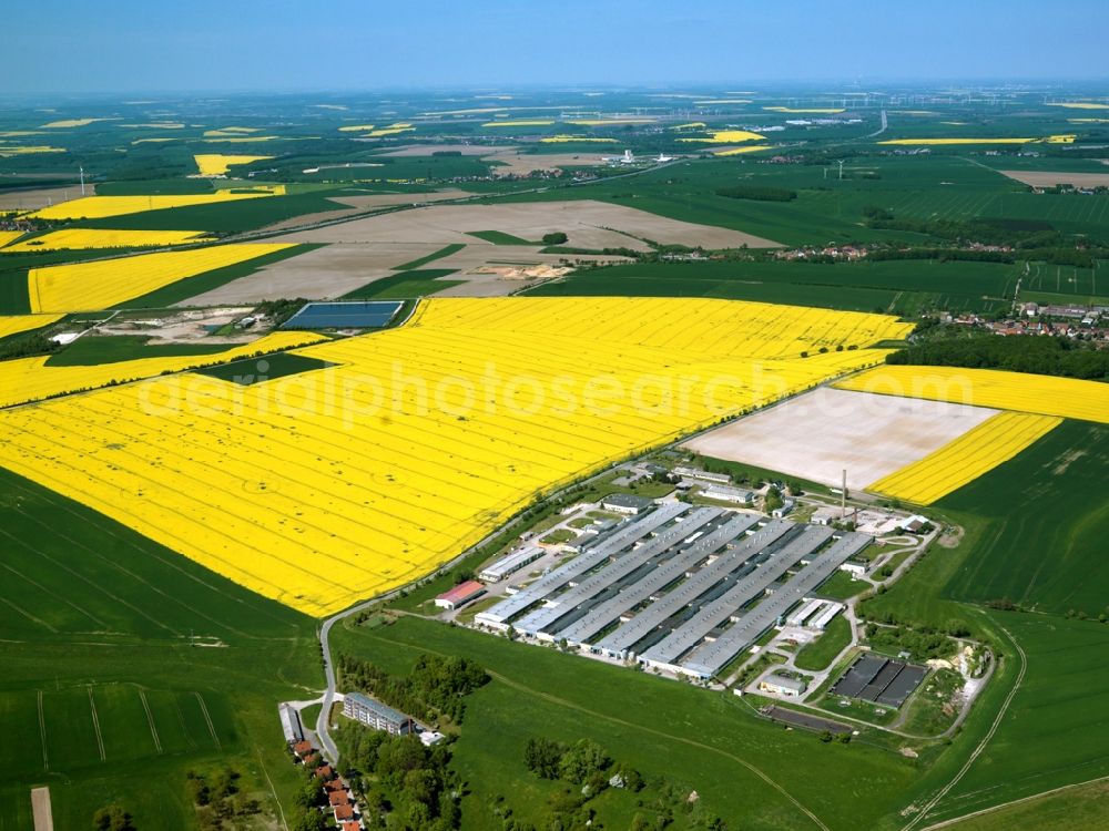 Aerial photograph Thiemendorf - The piggery and pig breeding farm of Gut Thiemendorf in the county of Heideland in the state of Thuringia. The plant is located amidst fields of rapeseed. It produces mostly pigs for feeding companies